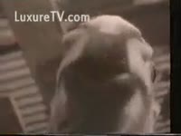 Horny whore jacking otf a dog